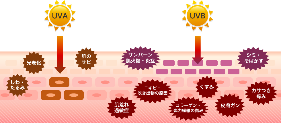 しかし、嫌われものの紫外線には注意が必要！